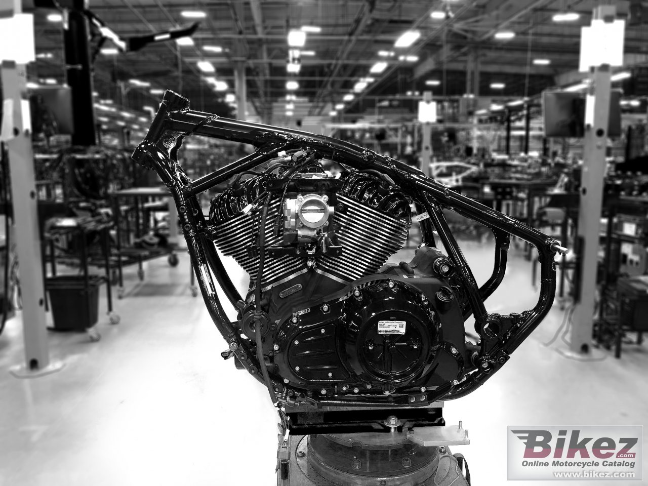 Indian Chief Dark Horse