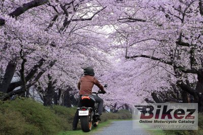 2022 Suzuki Katana